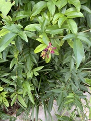 Wisteriopsis reticulata