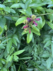 Wisteriopsis reticulata