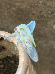 Platycotis tuberculata