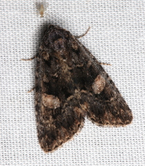 Condica macrosema