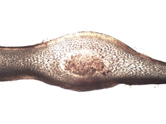 Ahnfeltiopsis devoniensis