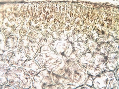 Ahnfeltiopsis devoniensis