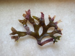 Ahnfeltiopsis devoniensis