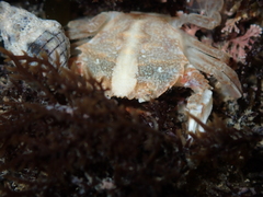 Nectocarcinus antarcticus