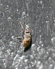 Diptera