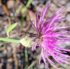 Centaurea varnensis