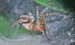 Agelenidae
