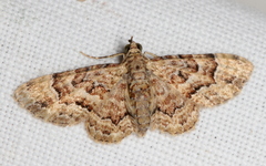 Gymnoscelis lophopus