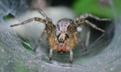 Agelenidae