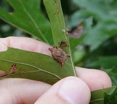 Dryocosmus quercusnotha