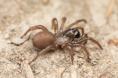 Antrodiaetidae