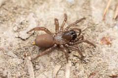 Antrodiaetidae