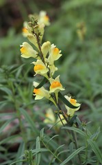 Linaria vulgaris