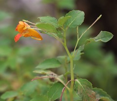 Impatiens capensis