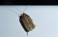 Agonopterix umbellana