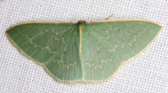 Chlorocoma melocrossa