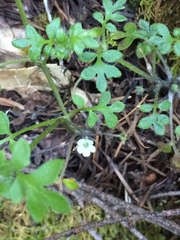 Nemophila parviflora