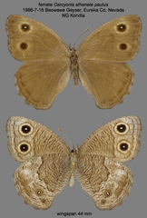 Cercyonis sthenele paulus