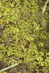 Hypopterygium didictyon