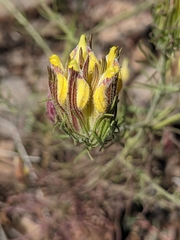 Cordylanthus wrightii tenuifolius