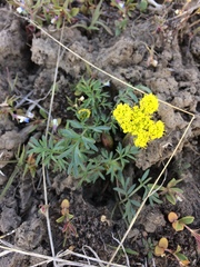 Lomatium cous