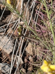 Cordylanthus wrightii tenuifolius