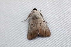 Sympistis greyi