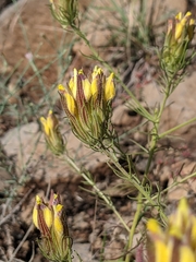 Cordylanthus wrightii tenuifolius