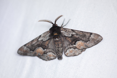 Phaeoura mexicanaria