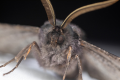 Phaeoura mexicanaria