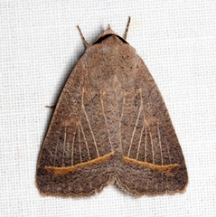 Pantydia capistrata