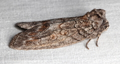 Discophlebia celaena
