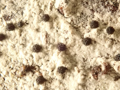 Echinosphaeria strigosa