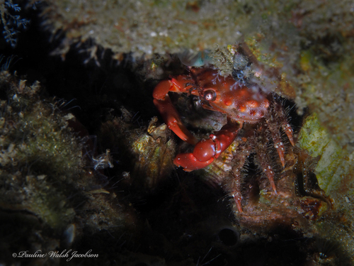 Photo of Red-ridged clinging crab (Mithraculus forceps)