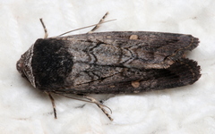 Proteuxoa restituta
