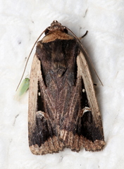 Proteuxoa tortisigna