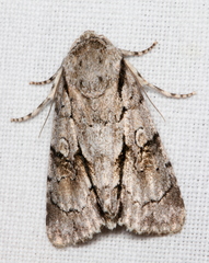 Turnerinycta phaeocosma