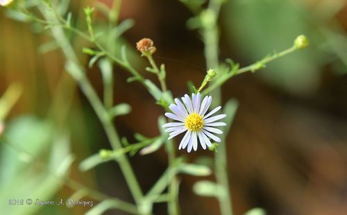 slender tansyaster (Psilactis tenuis)