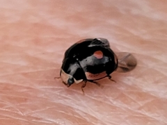 Hyperaspis lateralis