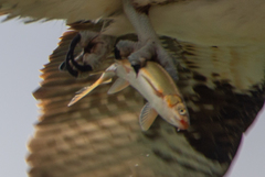 Mylocheilus caurinus