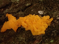 Dacrymyces chrysocomus