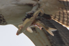 Mylocheilus caurinus