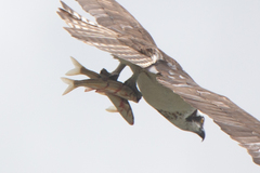 Mylocheilus caurinus