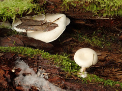 Ossicaulis lignatilis