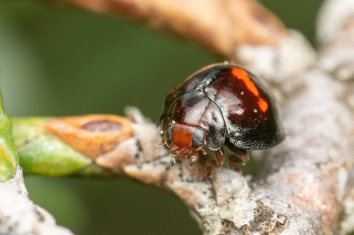 Heather Ladybird
