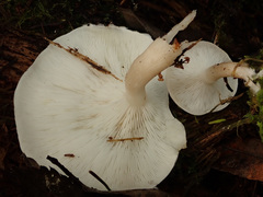 Ossicaulis lignatilis