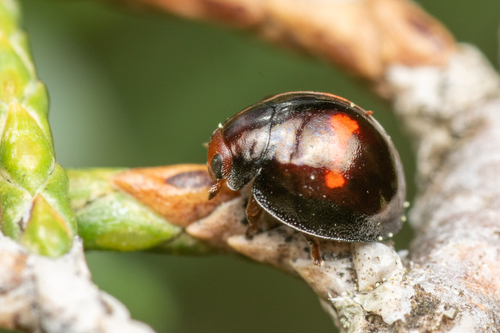 Heather Ladybird