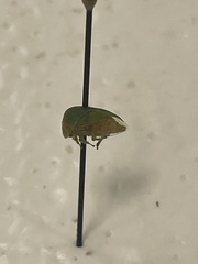 Spissistilus festinus