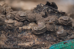 Dianema nivale