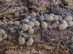 Dianema nivale